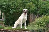 KANGAL 178